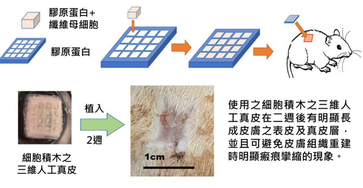 三維人工真皮促進組織再生之組織切片圖